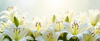 Shelby Moran-Sandford Death & Obituary: Beloved London, Ontario Resident Dies in Tragic Car Accident